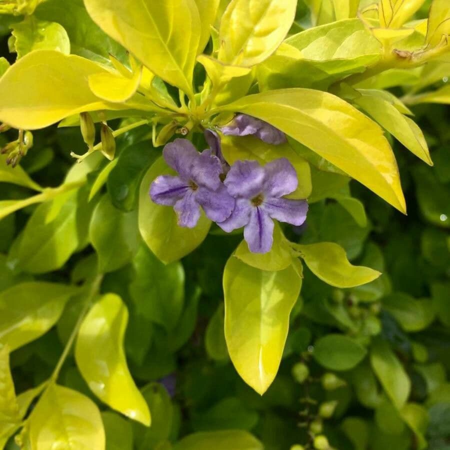 Duranta erecta