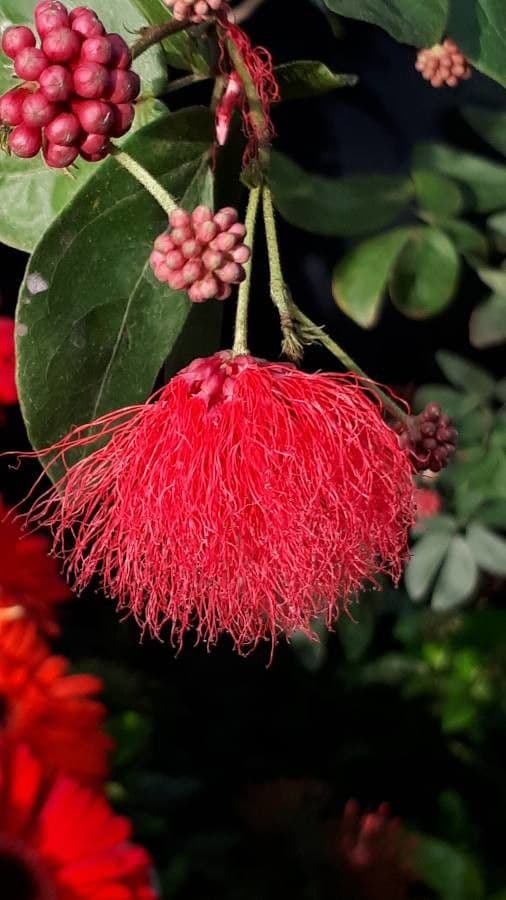 Calliandra tergemina