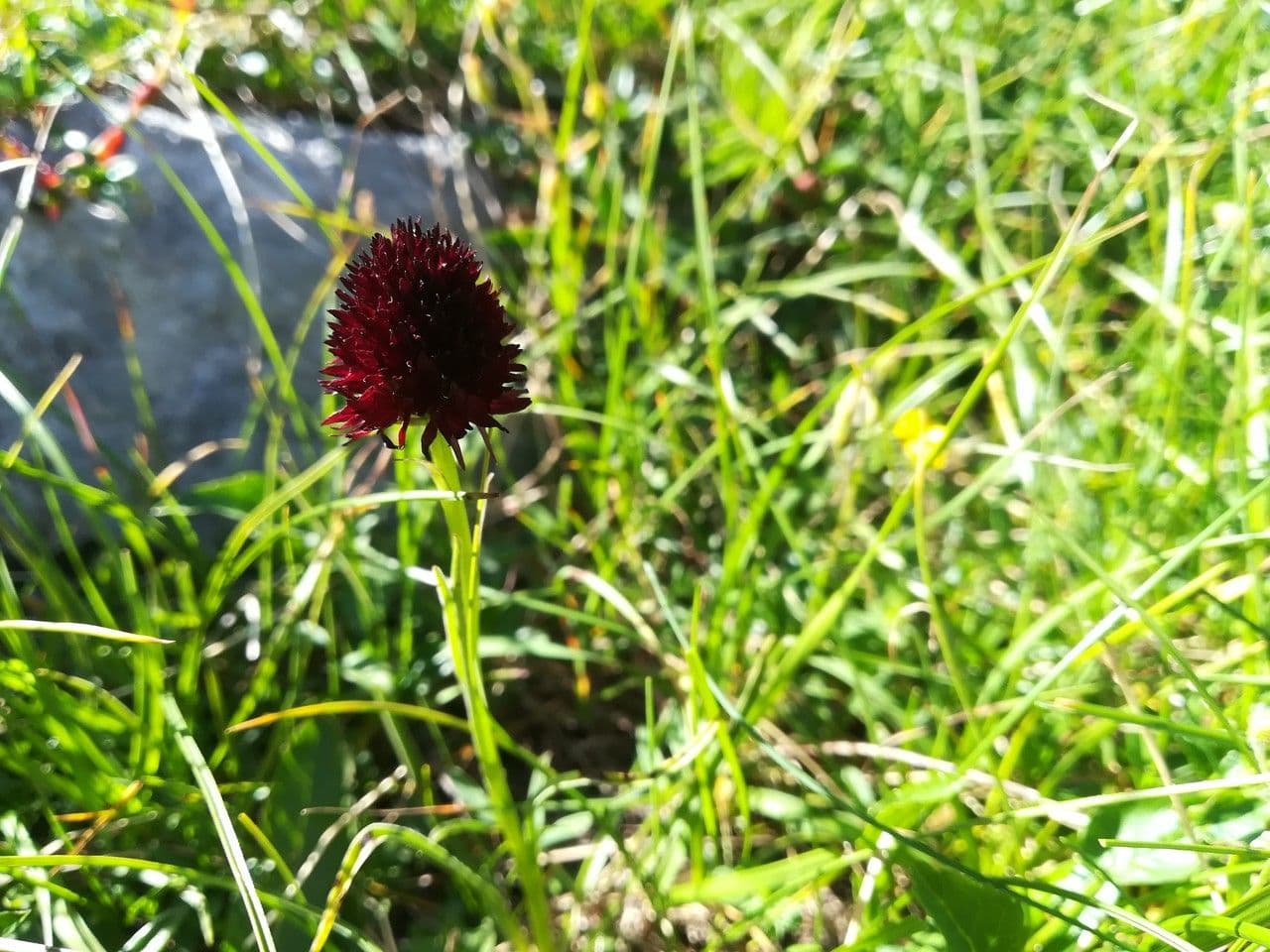 Gymnadenia nigra