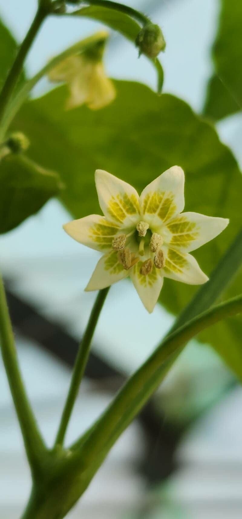 Capsicum baccatum