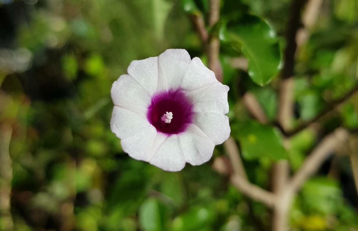 Ipomoea triloba