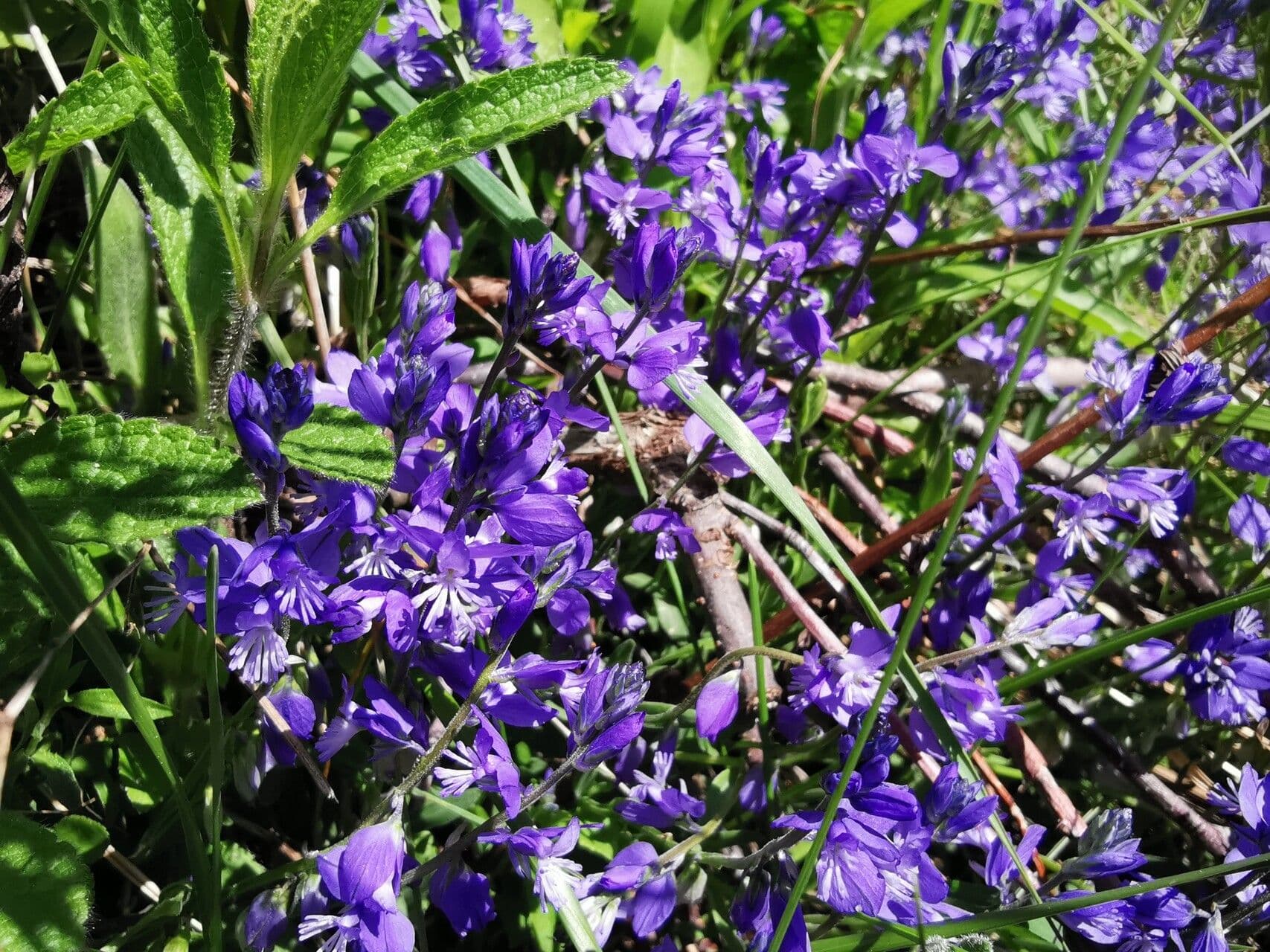 Polygala alpina