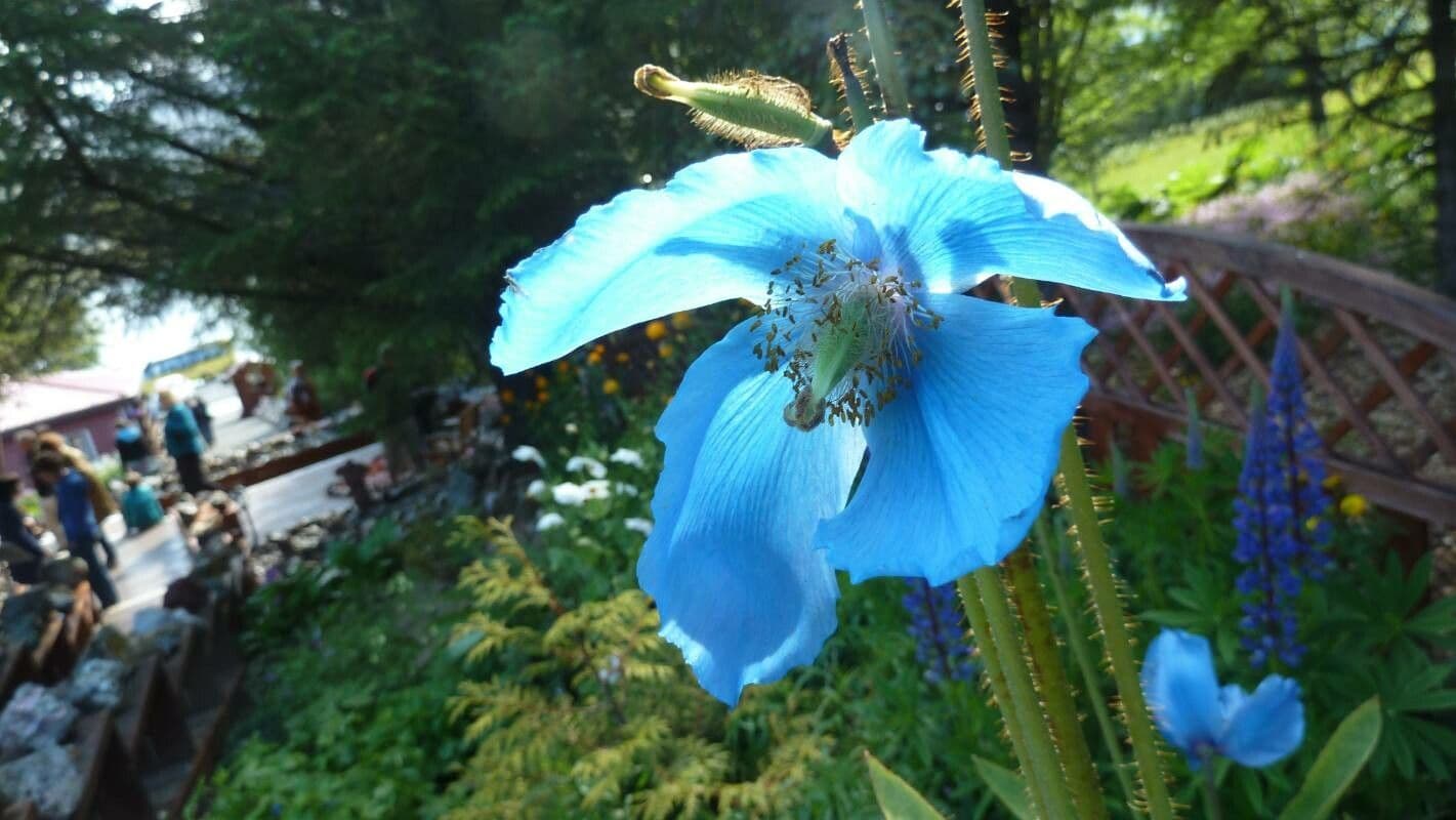 Meconopsis grandis