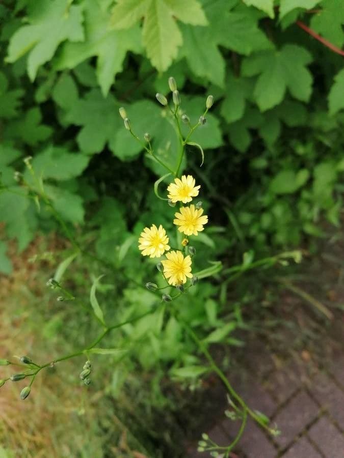 Lapsana communis