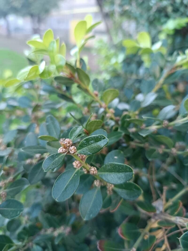 Buxus microphylla