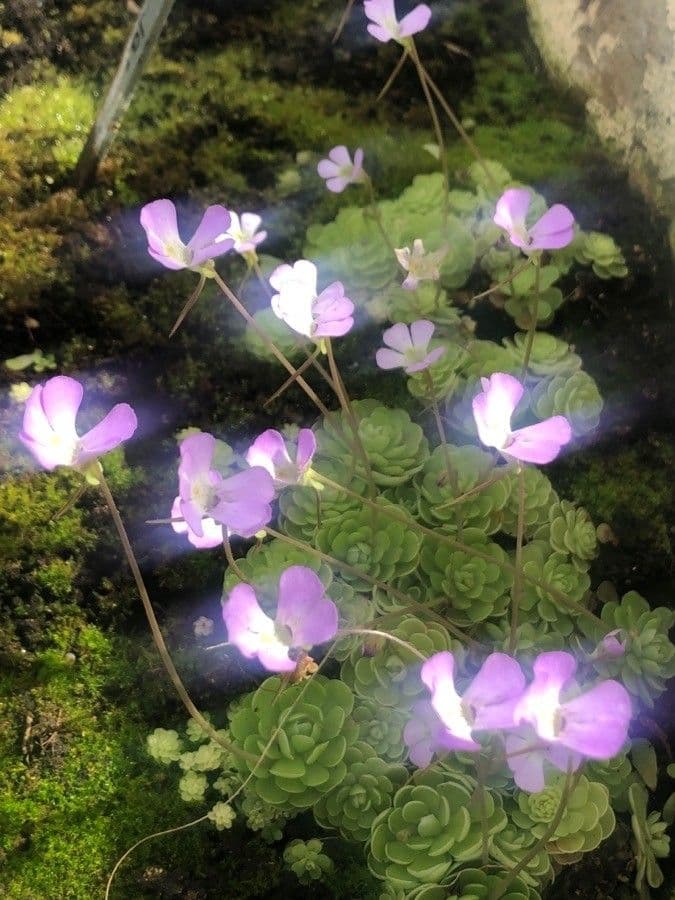 Pinguicula jaumavensis