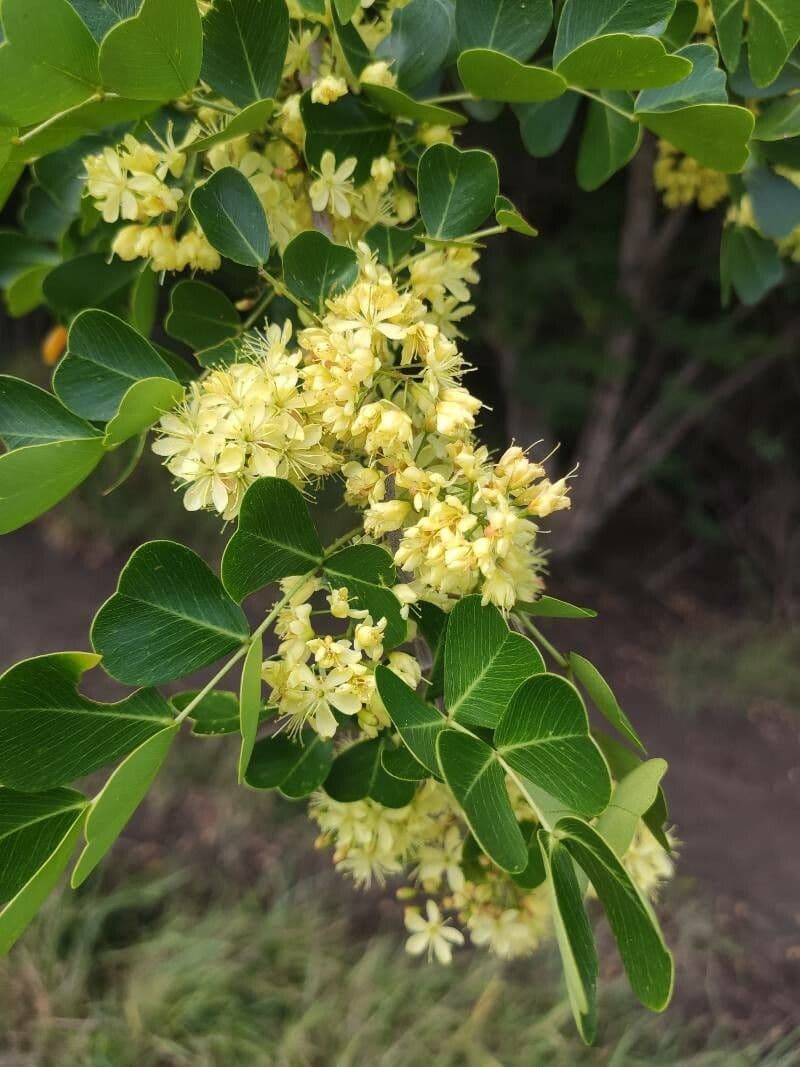 Haematoxylum campechianum