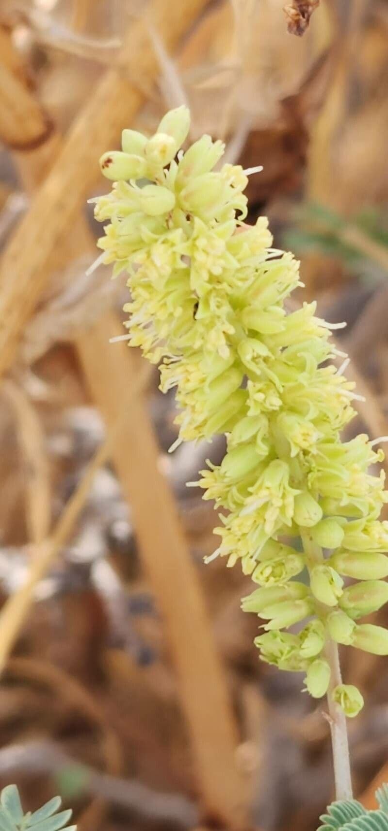 Prosopis farcta