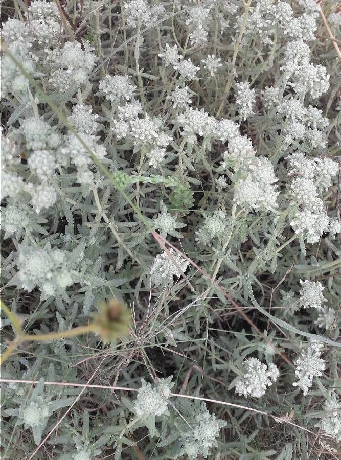 Teucrium polium