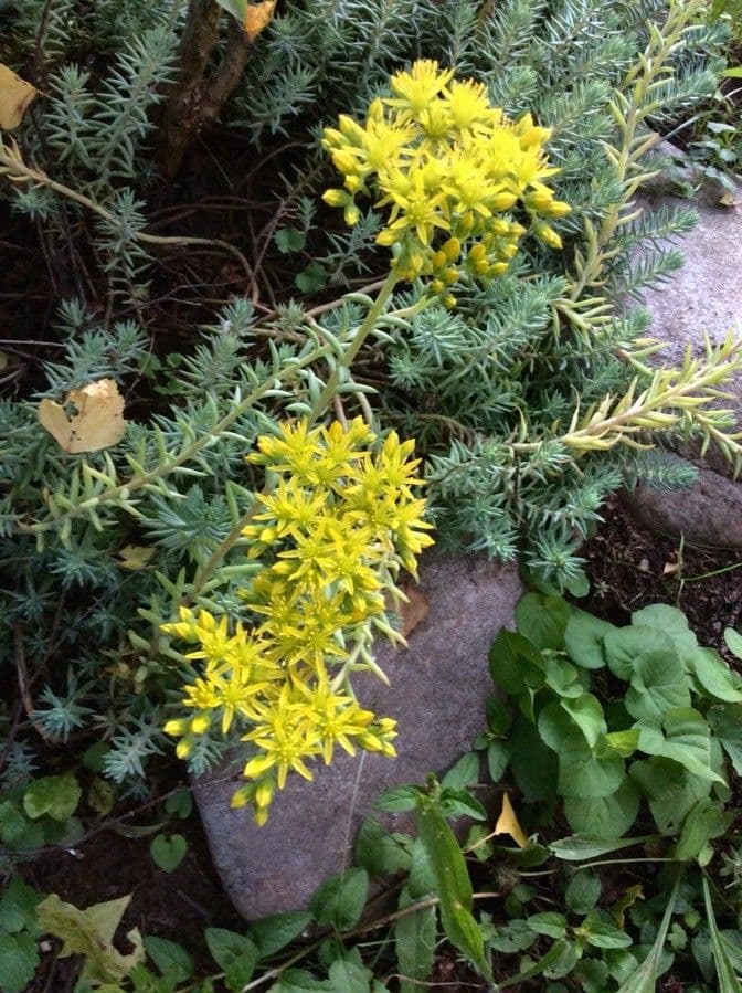 Petrosedum rupestre