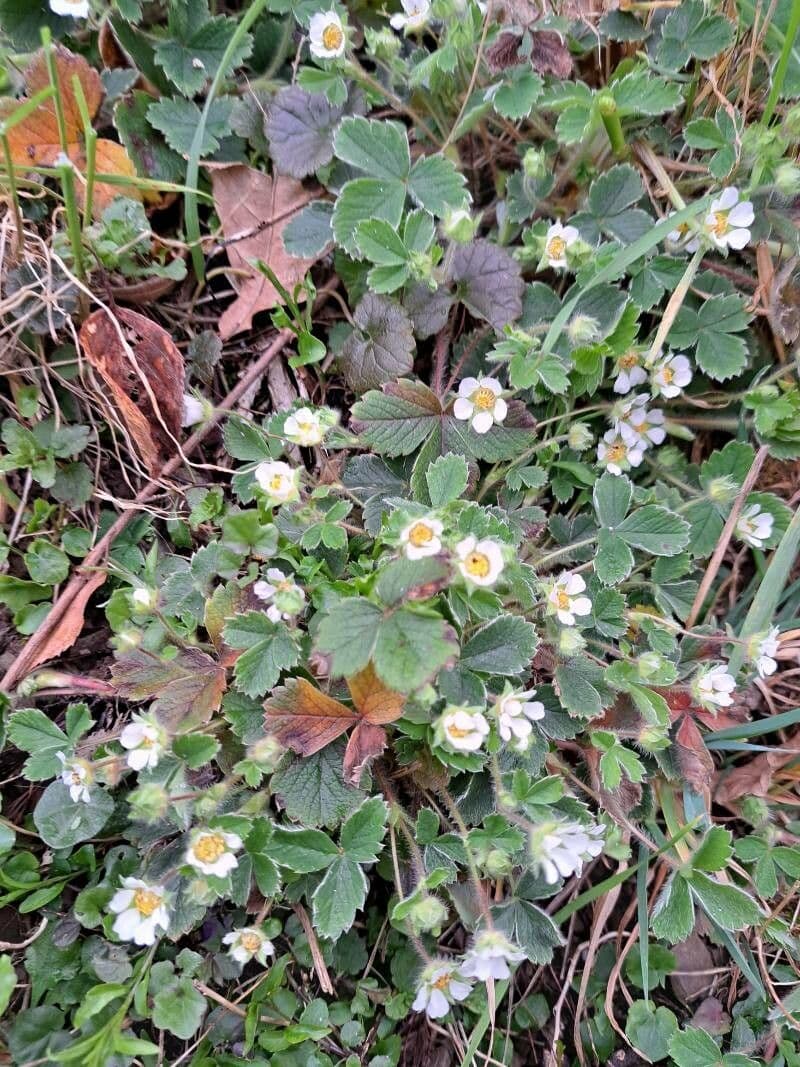 Potentilla sterilis