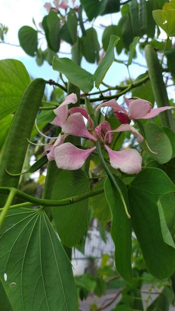 Bauhinia monandra