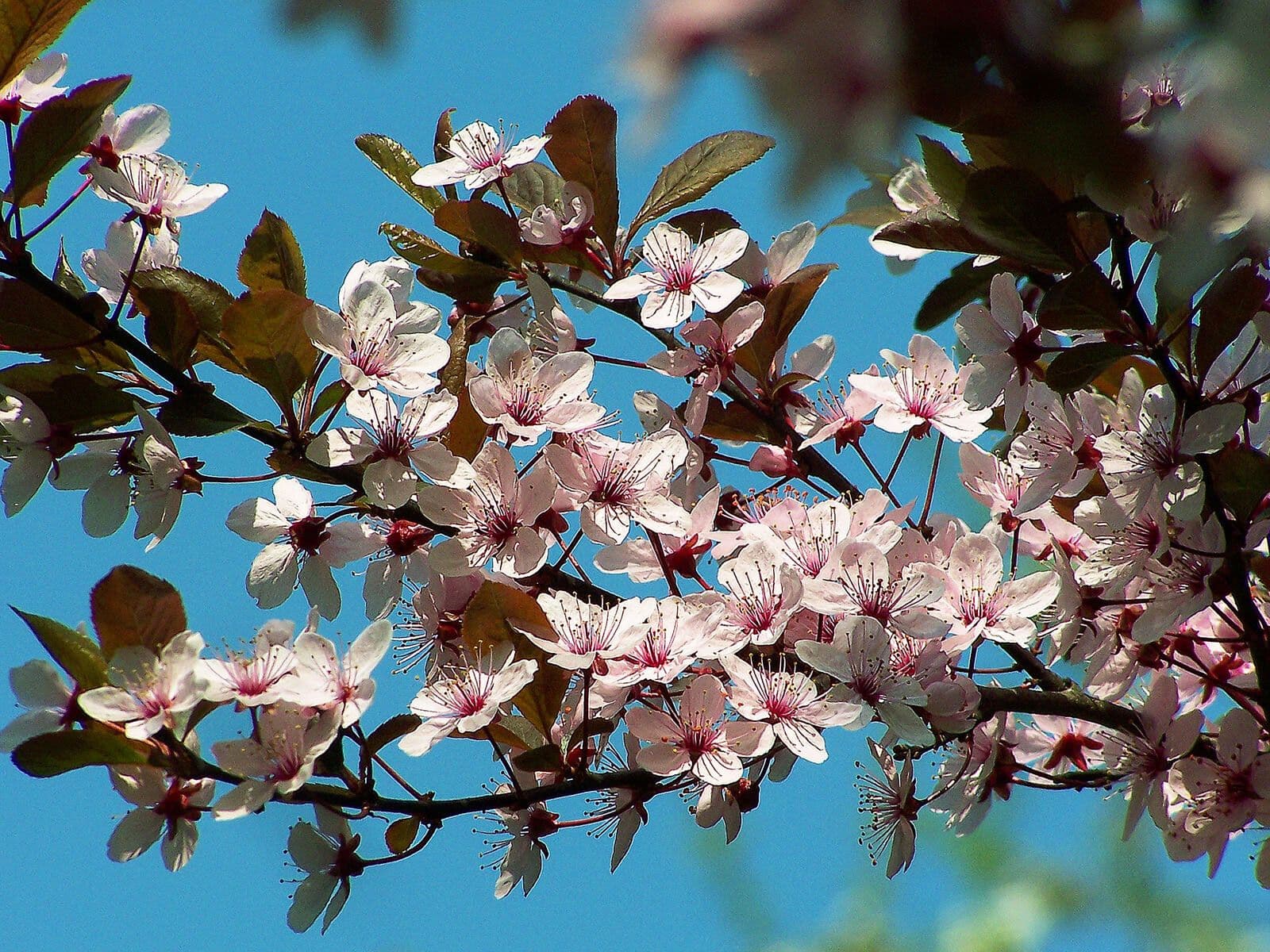 Prunus cerasifera
