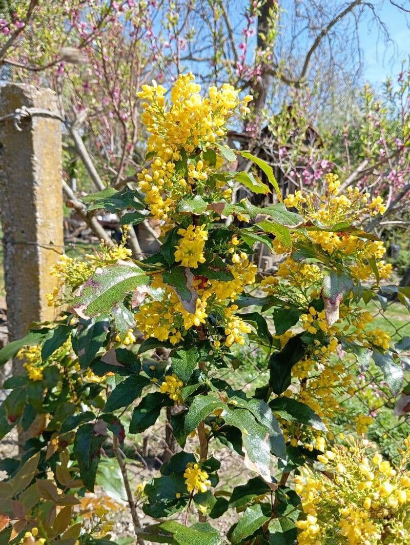 Berberis aquifolium