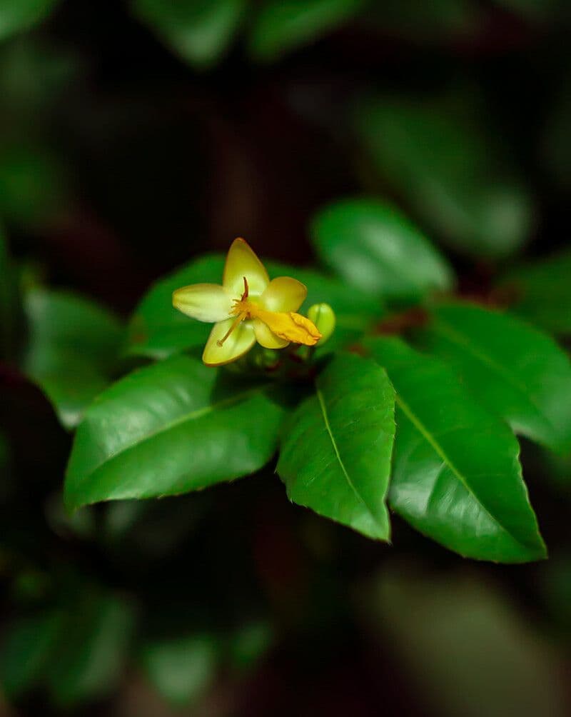 Ochna serrulata