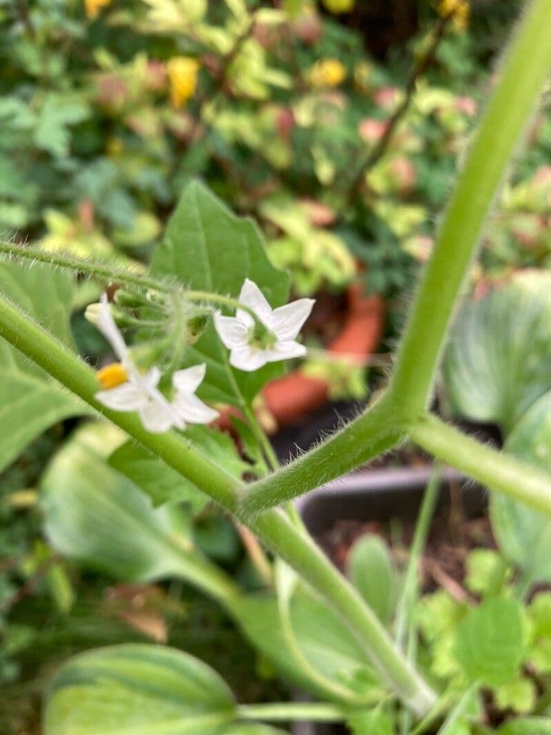 Solanum physalifolium