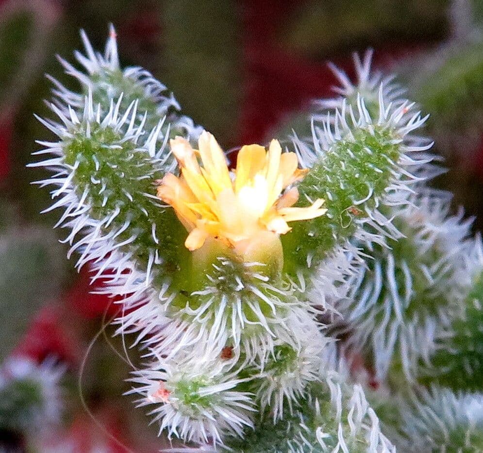 Delosperma echinatum