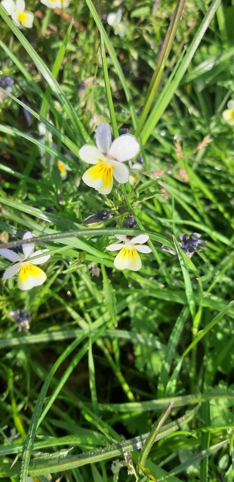 Viola arvensis