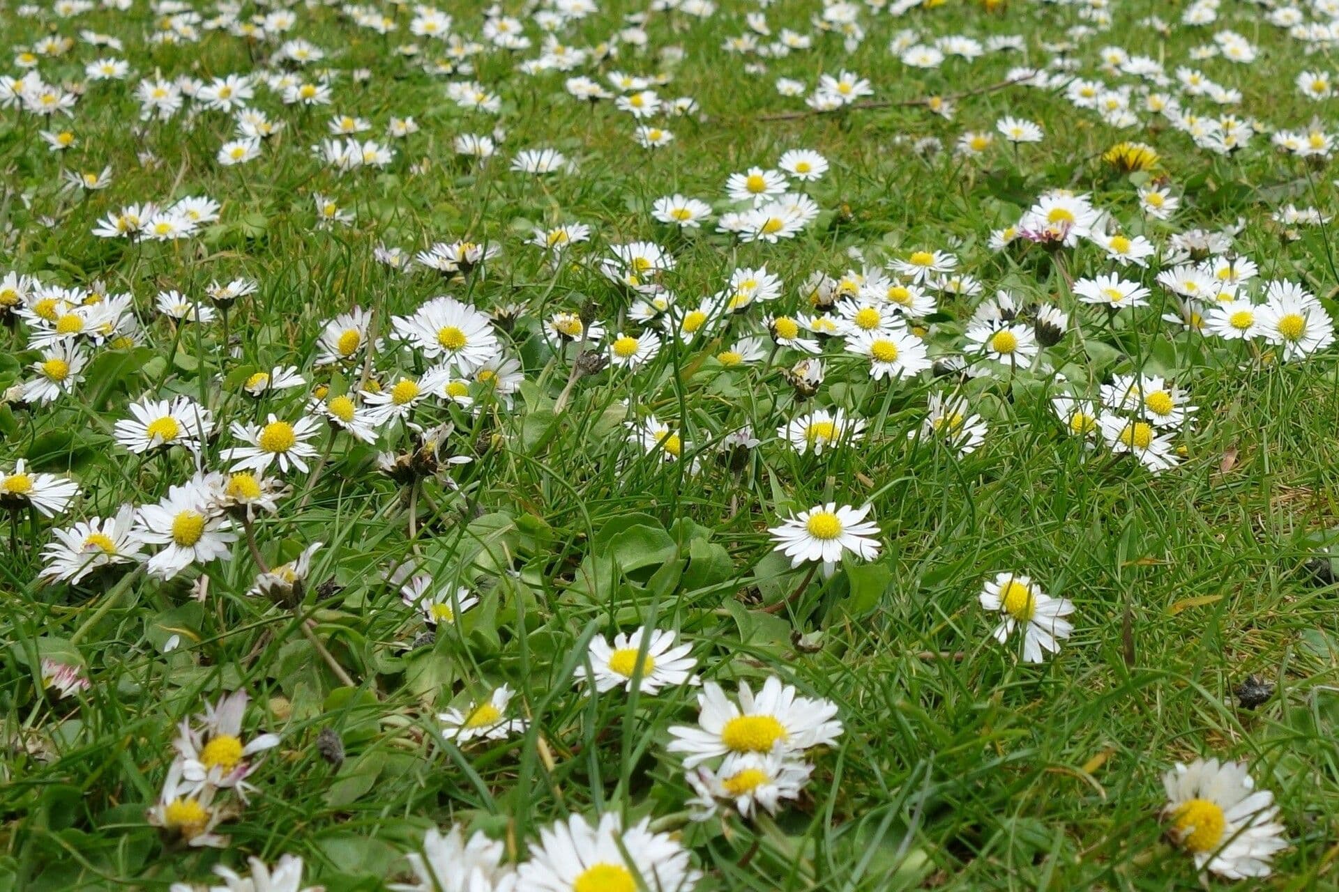 Bellis annua