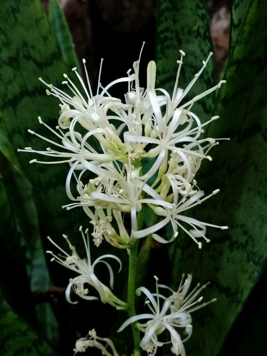 Dracaena hyacinthoides