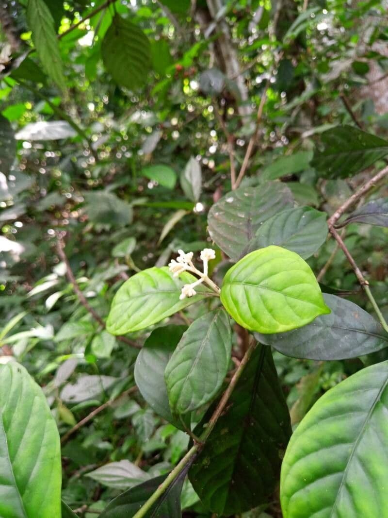 Psychotria cupularis