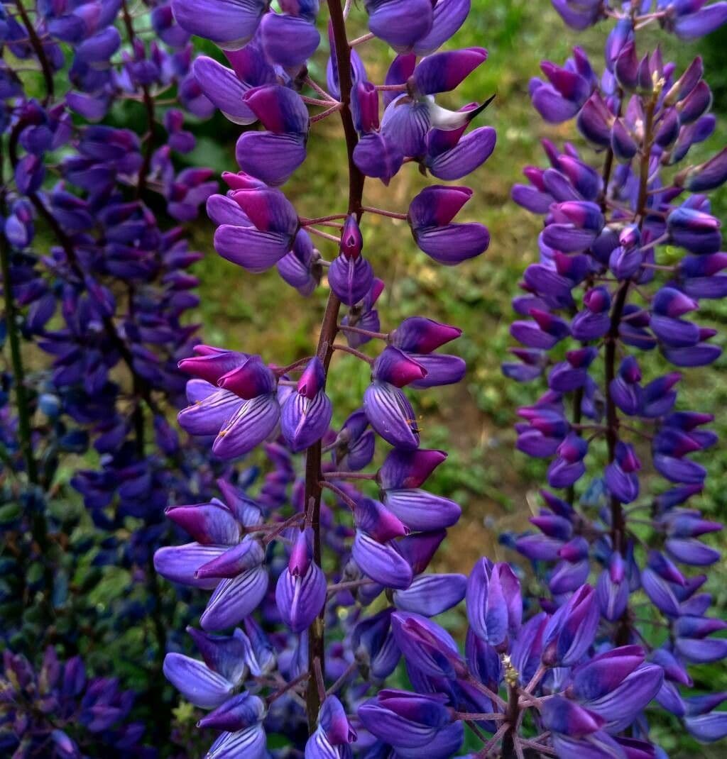 Lupinus perennis