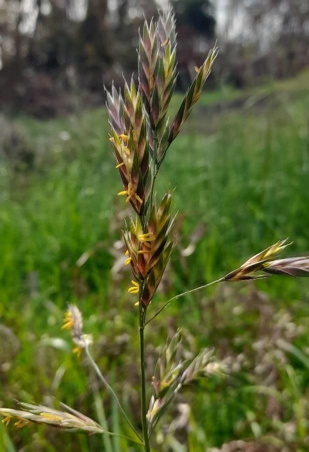 Bromus catharticus