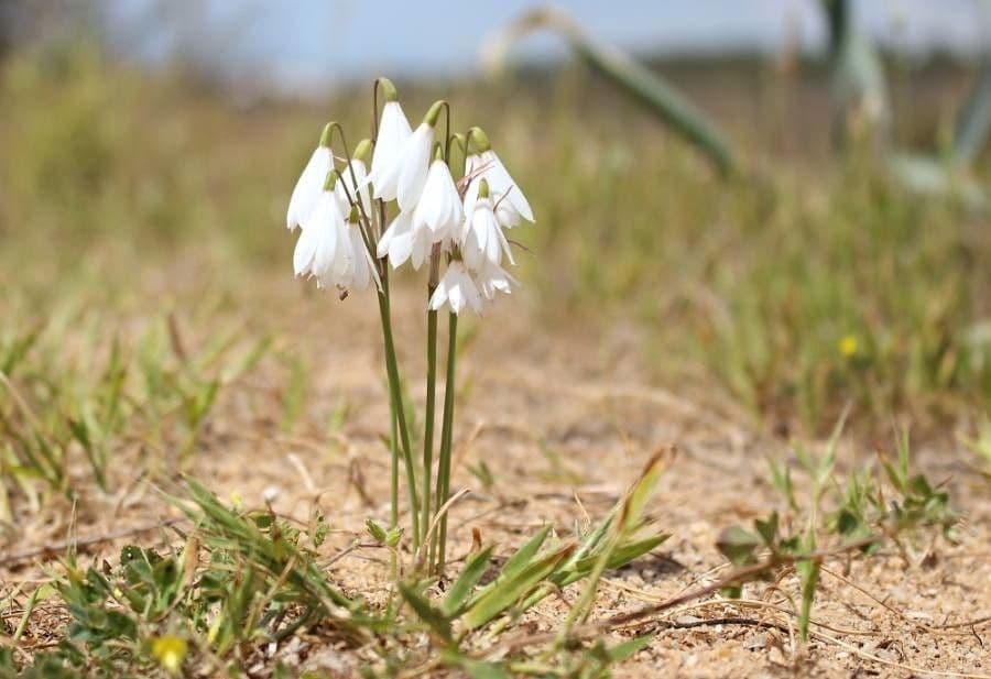 Acis autumnalis