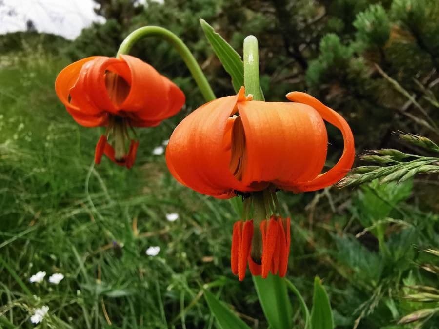 Lilium pomponium