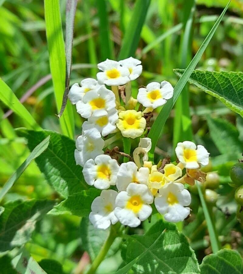 Lantana involucrata