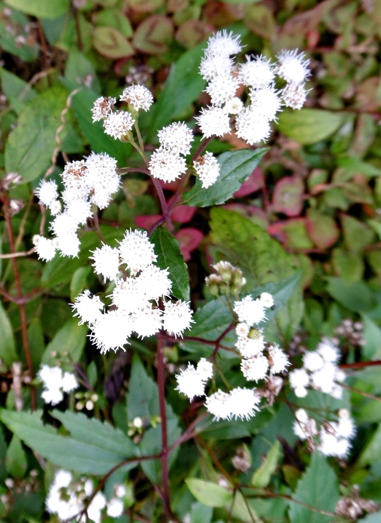 Ageratum conyzoides