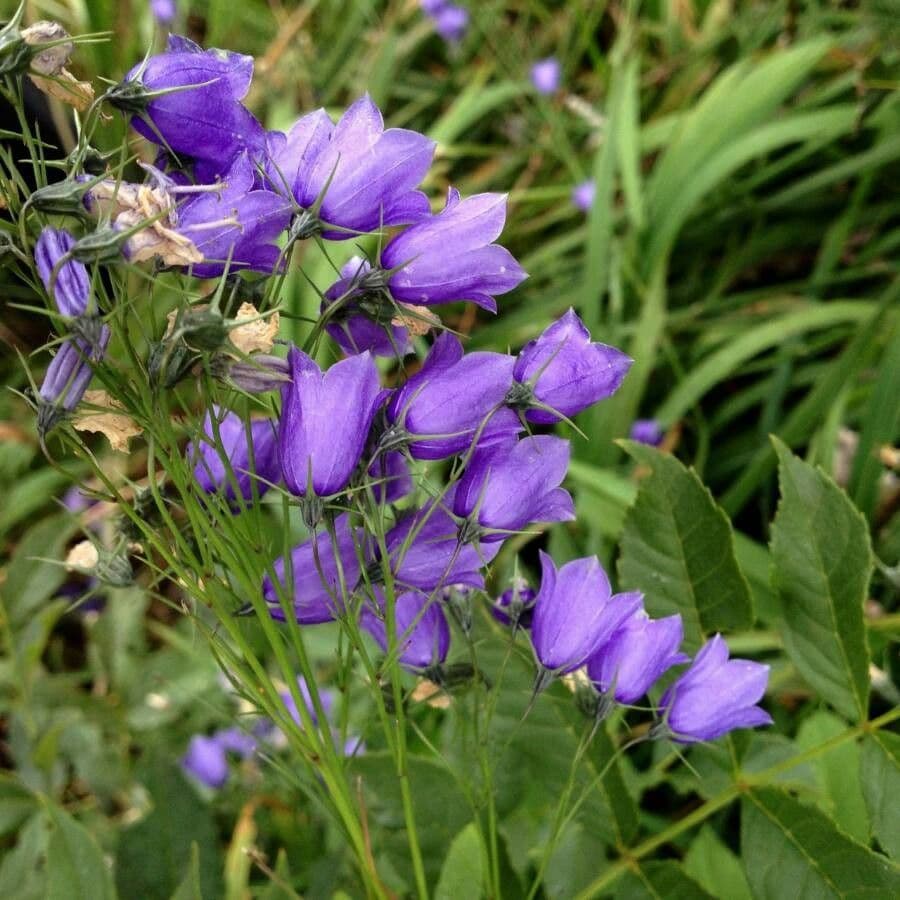 Campanula rhomboidalis