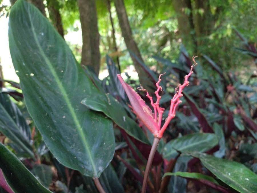 Ctenanthe oppenheimiana