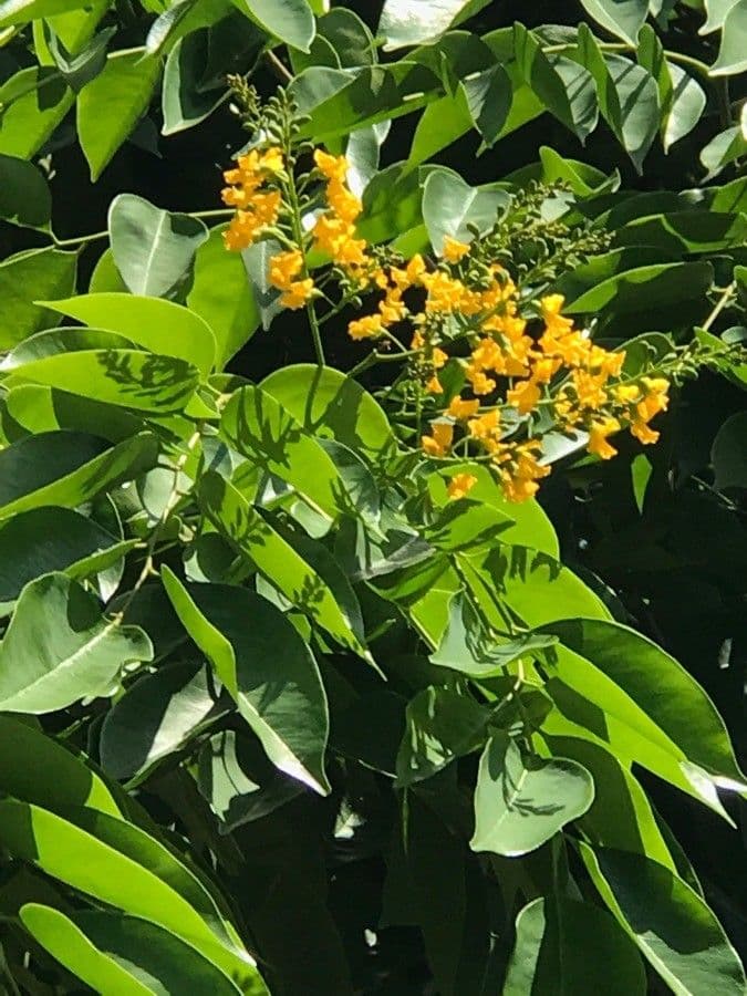 Pterocarpus rotundifolius