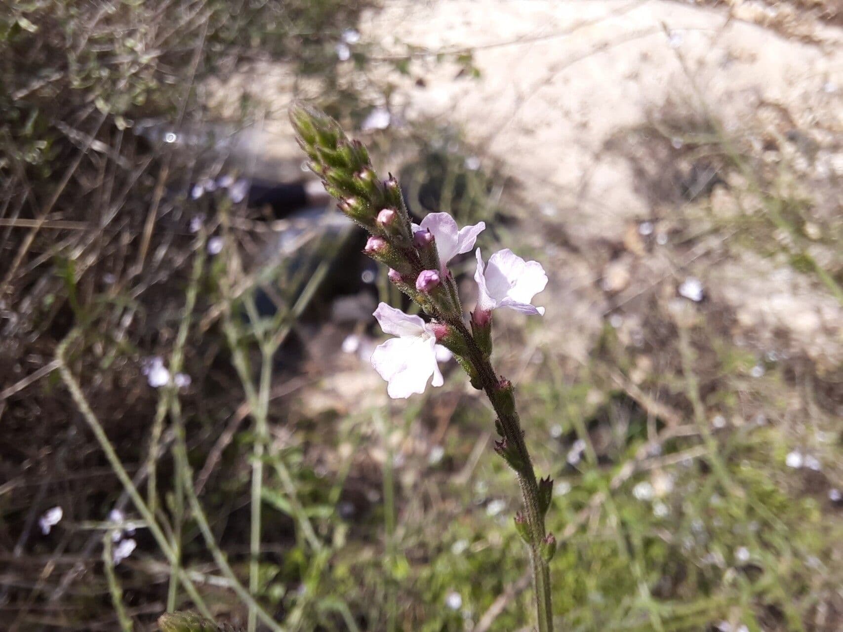 Verbena litoralis