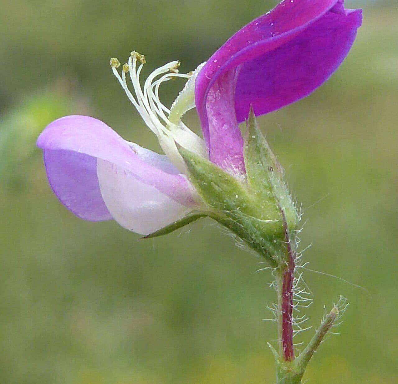 Lathyrus hirsutus