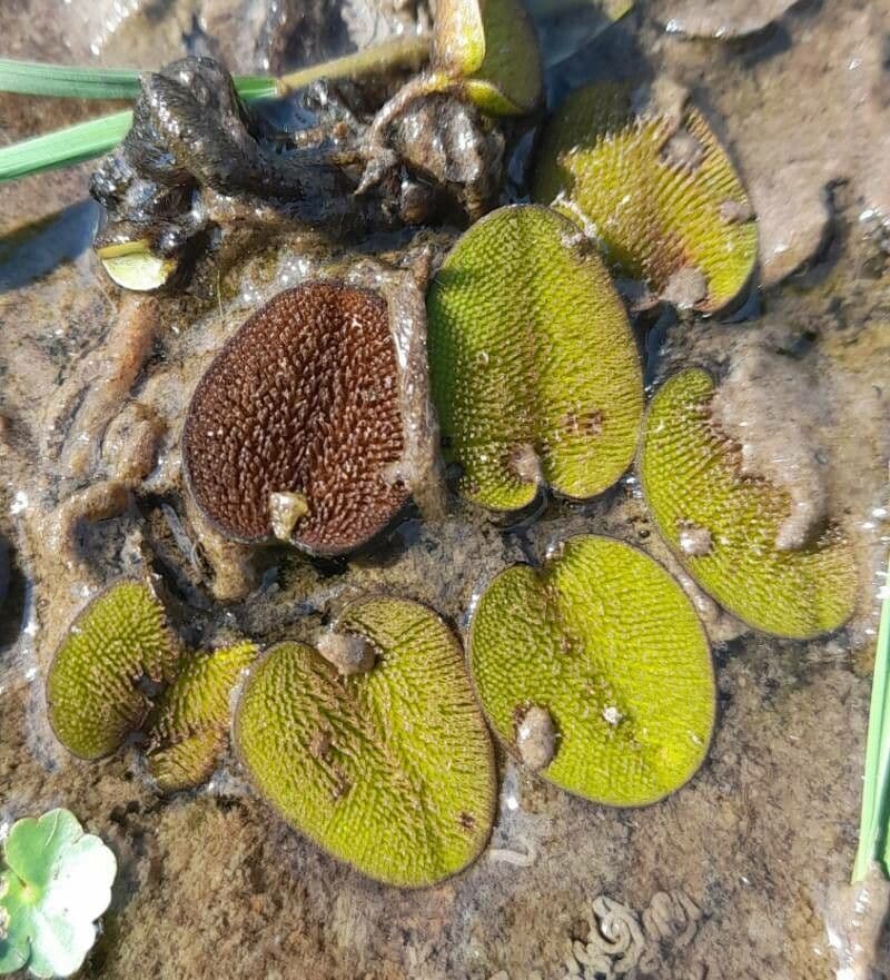 Salvinia minima