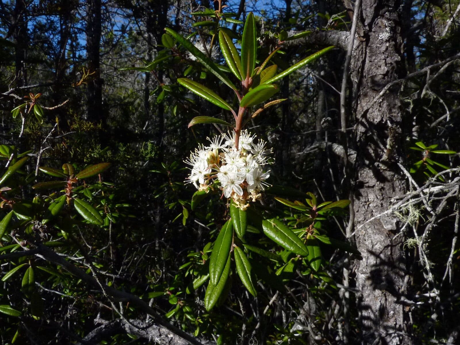Rhododendron columbianum
