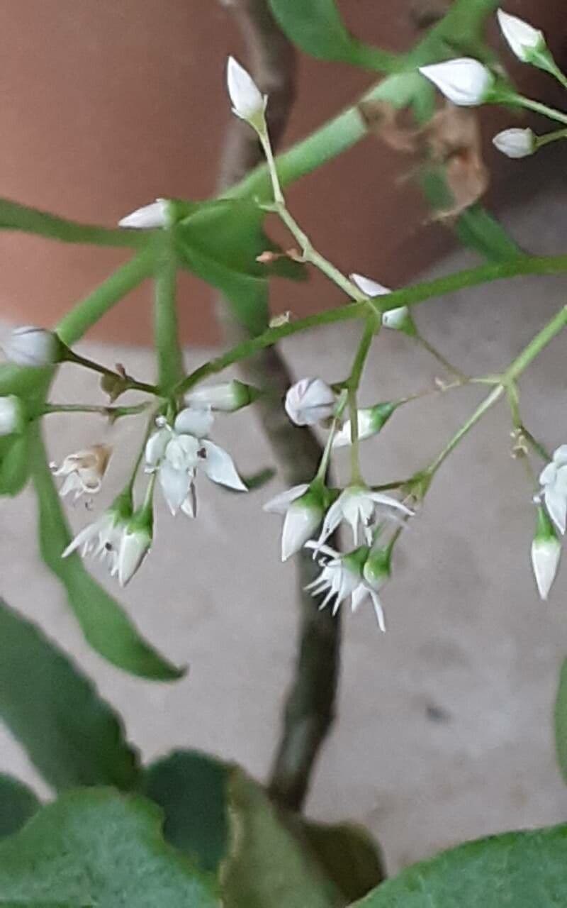 Crassula multicava