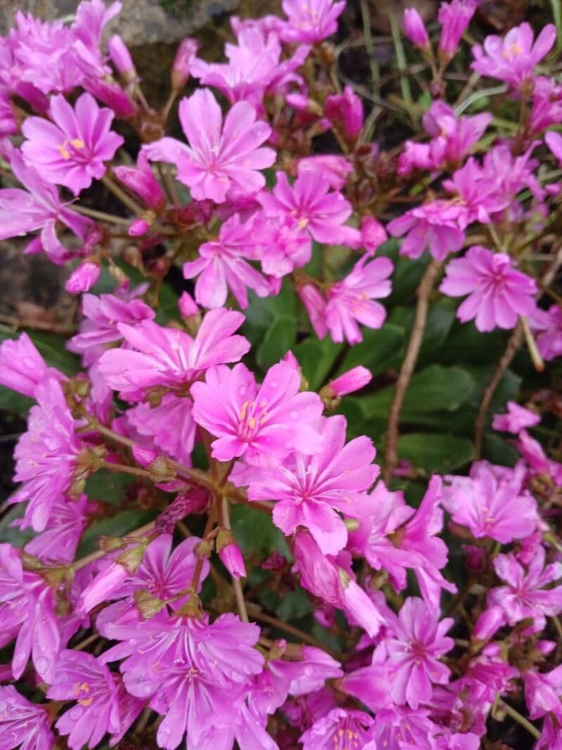 Lewisia cotyledon