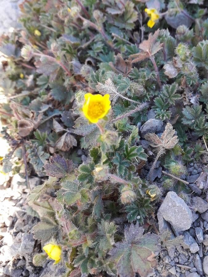 Potentilla crantzii