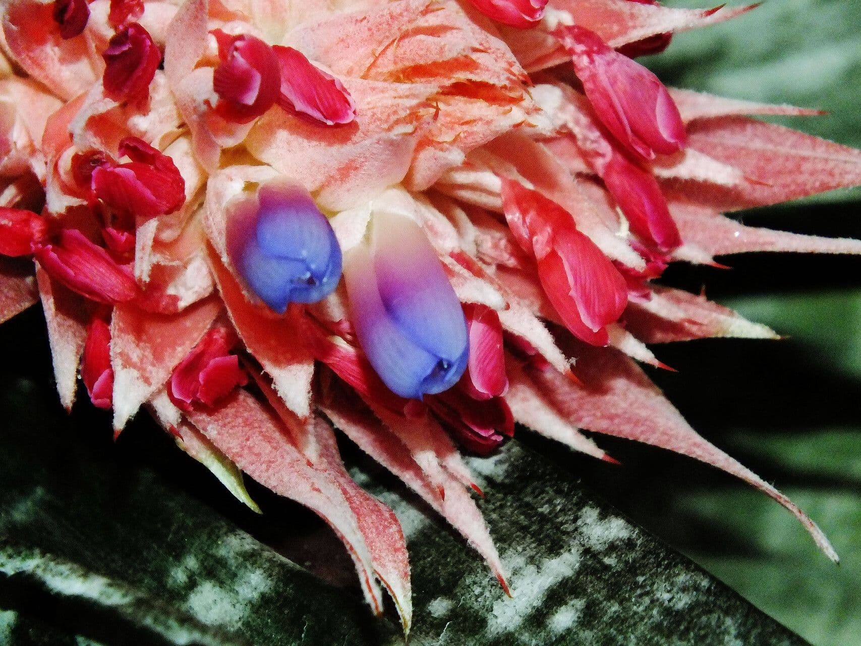 Aechmea fasciata