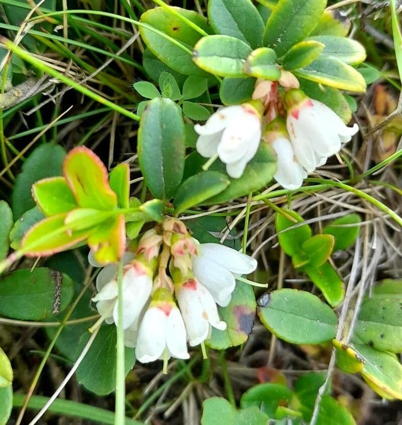 Vaccinium vitis-idaea