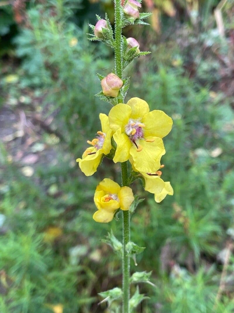 Verbascum virgatum