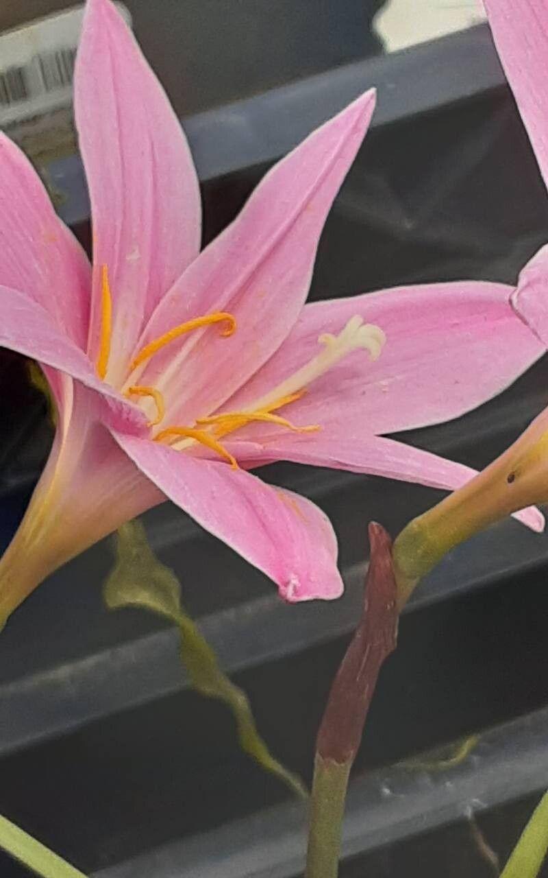 Zephyranthes carinata