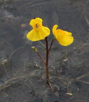 Utricularia vulgaris