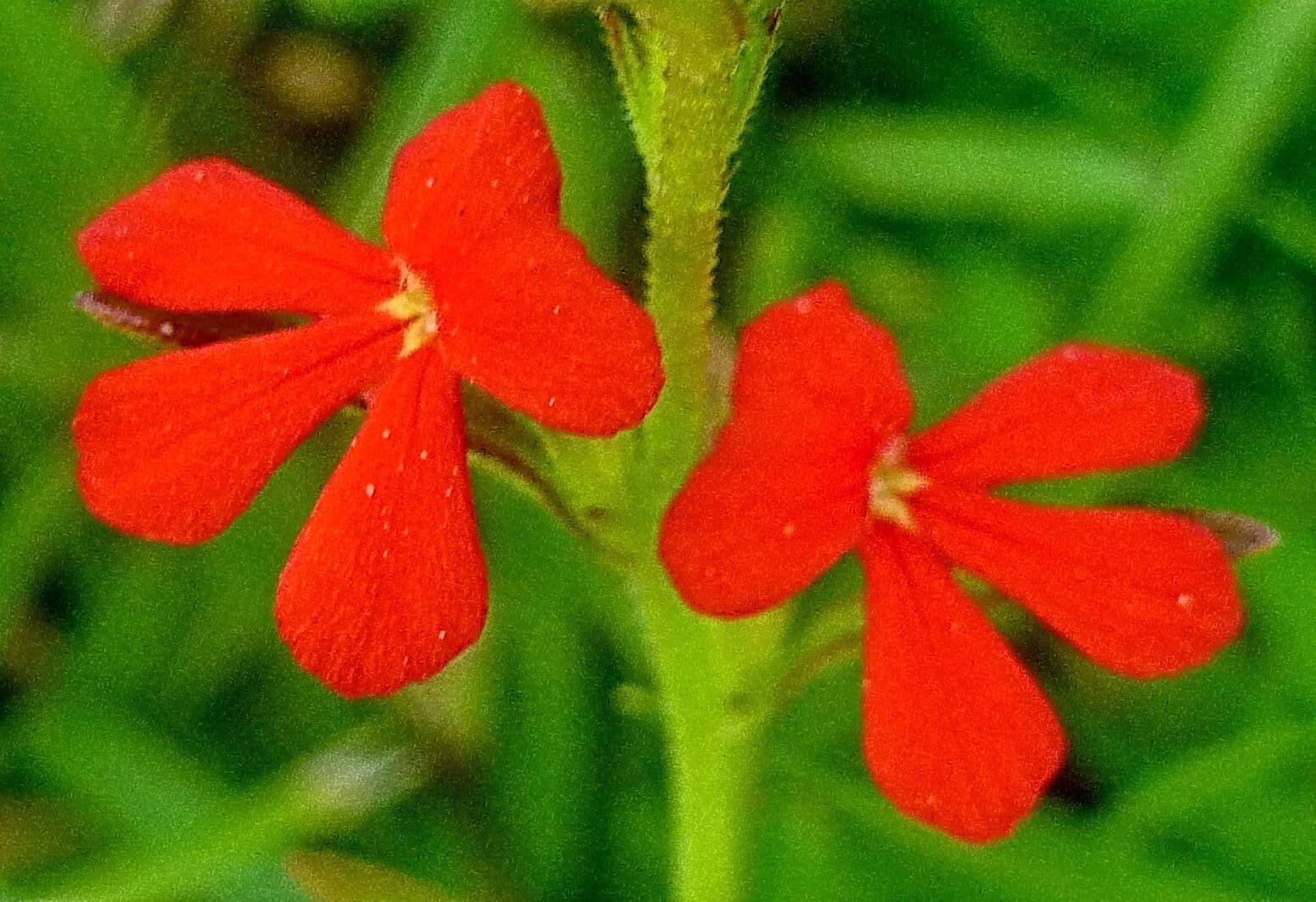 Striga asiatica