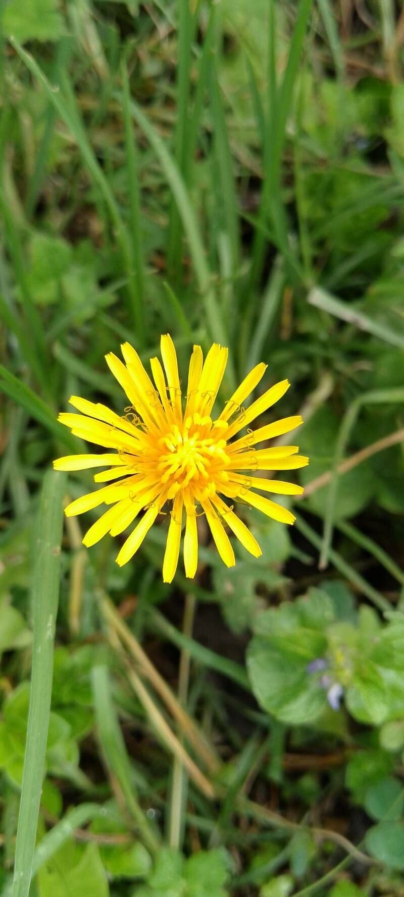 Taraxacum mattmarkense