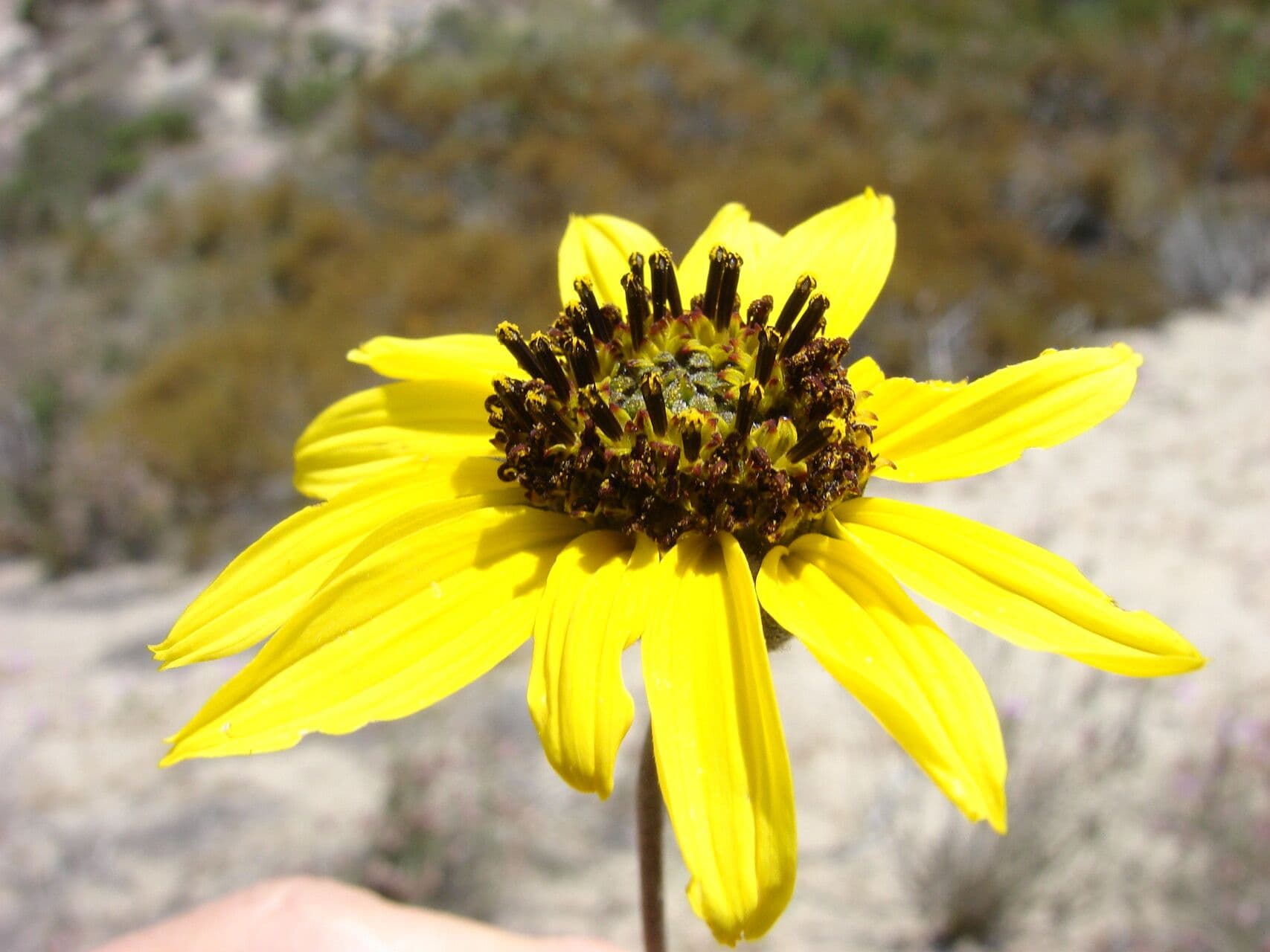 Helianthus niveus