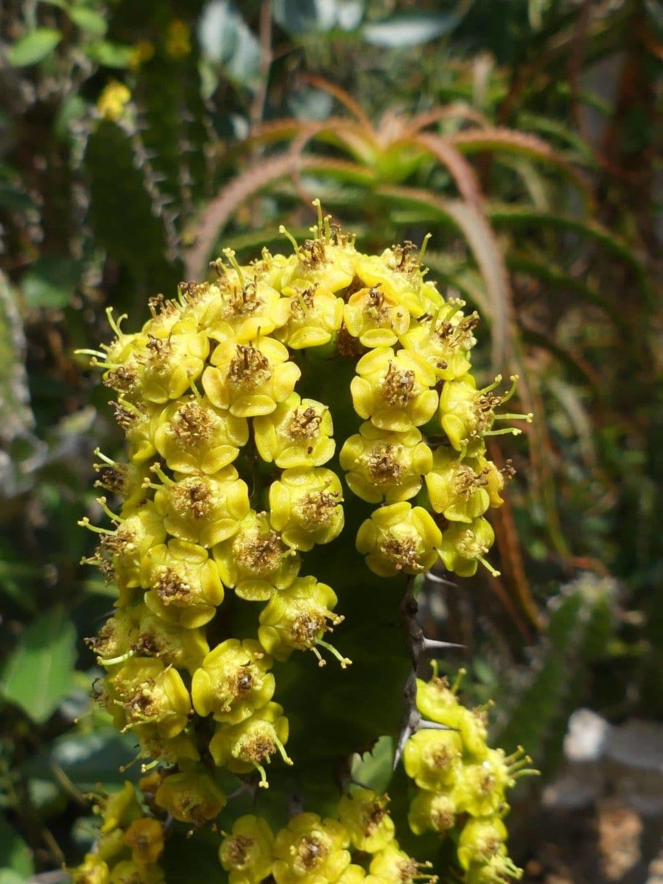 Euphorbia ingens